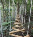 Tree to Tree 3