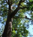 Easy tree to tree 4