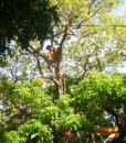 Easy tree to tree 2