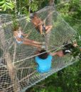 Easy tree to tree 1