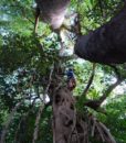 Easy tree to tree 6