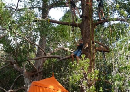 Easy tree to tree 5
