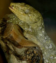 gecko géant de Leach